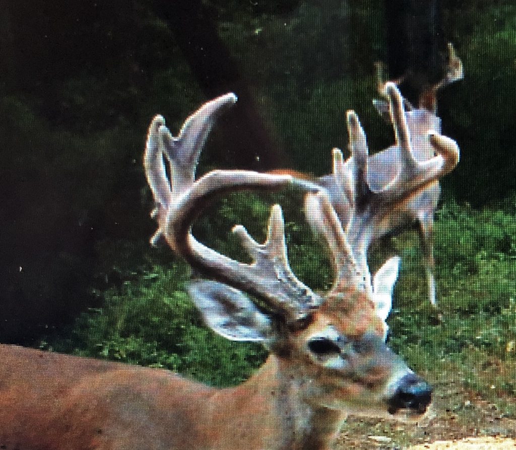 Whitetail Deer Hunting in Kentucky