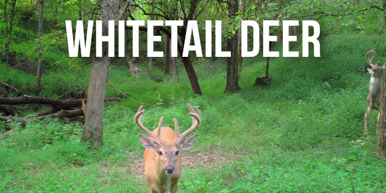 Deer Hunts Kentucky
